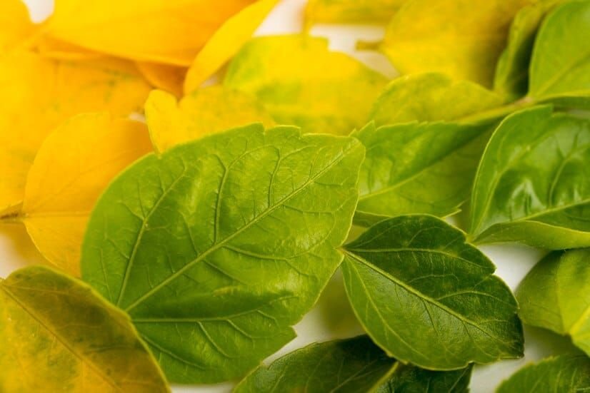 Senna Leaves