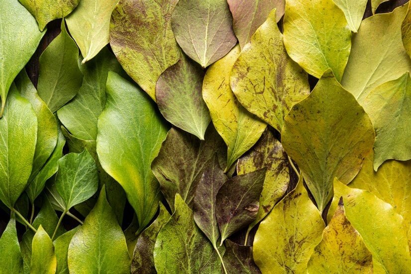 Senna Leaves